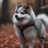 FAQs about Pomski Dog