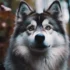 How Much Does A Pomsky Cost: Understanding The Price Range