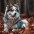 Discover the Adorable Pomsky Puppies for Sale on PuppyFind