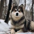 The Adorable Pug Pomsky Mix: Understanding this Unique Hybrid