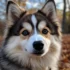 Purebred Pomskies for Sale in Kansas City