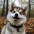 Pure White Pomsky: A Guide to This Stunning Breed