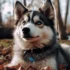 Purebred Pomskies for Sale in Kansas City