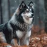 Race de chien Pomsky : Tout ce qu’il faut savoir sur cette nouvelle race hybride