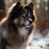 What Is A Pomsky: Size, Appearance, And Personality Traits