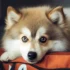 FAQs about How Big Do Pomskys Get