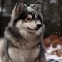 Discovering the Unique Race of Pomskies: Size, Appearance, and Personality Traits