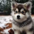 Real Pomskies: What to Know Before You Buy