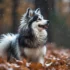 ¿Qué es un Pomsky? Descubre todo sobre esta raza de perro híbrida