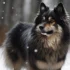 Pomsky: Conoce la Raza de Perro Mixta Más Buscada