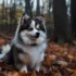 Pomsky Race: Understanding Pomsky Mixes for a Unique Hybrid Dog