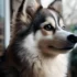 Todo lo que necesitas saber sobre la raza de perro Pomsky