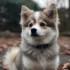 Real Pomskies for Sale – Find Your Perfect Furry Friend Today!