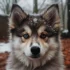 Real Pomsky Puppies for Sale – Find Your Perfect Companion Today!