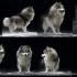 Pomsky: La Raza de Perros Pequeños que Está Conquistando el Mundo