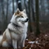 Find Your Perfect Pomsky Puppy Today: Tips for Finding a Reputable Breeder