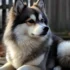 Real Pomskies for Sale – Find Your Perfect Furry Friend Today!