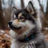 Real Pomsky Puppies for Sale – Find Your Perfect Companion Today!