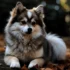 Realistic Husky Dog Pomskies: Understanding the Size and Appearance