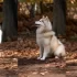 Realistic Pomsky Dog: Understanding the Personality and Appearance of this Designer Breed