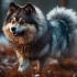 Realistic Husky Pomsky: What to Expect from this Adorable Mix