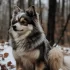 Real Pomsky Full Grown: Understanding the Size and Appearance