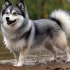 Red Pomsky: Your Guide to This Adorable Designer Breed