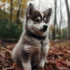 Realistic Pomsky Toy: Where to Find One?