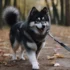 FAQs about White Pomsky