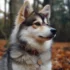 Red and White Pomskies: A Guide to This Striking Color Combination