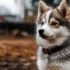 Red Fox Pomskies: Understanding the Unique Appearance and Personality Traits