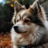 Understanding Red Pomsky Prices: How Much Should You Expect to Pay?