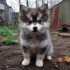Red Pomskies for Sale
