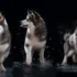 Siberian Husky Pomsky: The Ultimate Guide To Understanding This Designer Dog Breed