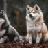 Find Your Perfect Pomsky Companion from Reputable Breeders