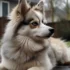 Red Fox Pomskies: Everything You Need to Know