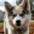 Realistic Pomsky Toy: Where to Find One?