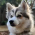 Reputable Pomsky Breeders: How to Find the Best Pomskies for Your Family