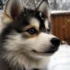 Pomsky Fox Puppy: What to Know About This Adorable Mix