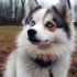 Rescuing a Pomsky in Arizona: Tips and Tricks for Adoption