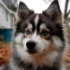 Registered Pomsky Breeders: Your Guide to Finding the Perfect Pomsky Companion