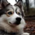 Top Pomsky Breeders in MA