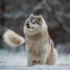 Pomsky Puppies For Sale In Indiana: Find Your Furry Friend Today!