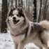 Pomsky Rescue Dallas: Tips for Adopting and Rescuing Pomskies in Your Area