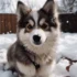 Reputable Pomsky Breeders: How to Find the Best Pomskies for Your Family