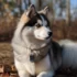 Rescue Pomskies for Sale: How to Find and Adopt Your New Furry Friend