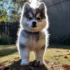 Pomsky Rescue California: Tips for Finding Your Perfect Companion