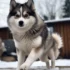 Pomsky Red: Understanding The Size And Appearance Of This Popular Mix