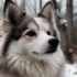 The Complete Guide to Rottweiler Pomsky Mix: Appearance, Personality Traits, and Temperament