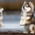 Meet the Robot Pomsky: A High-Tech Twist on the Adorable Breed